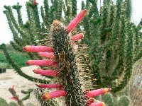 Cleistocactus candelilla ©JLcoll.667.JPG